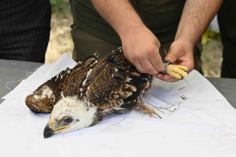 Şah Kartal için Trakya’da koruma projesi başladı